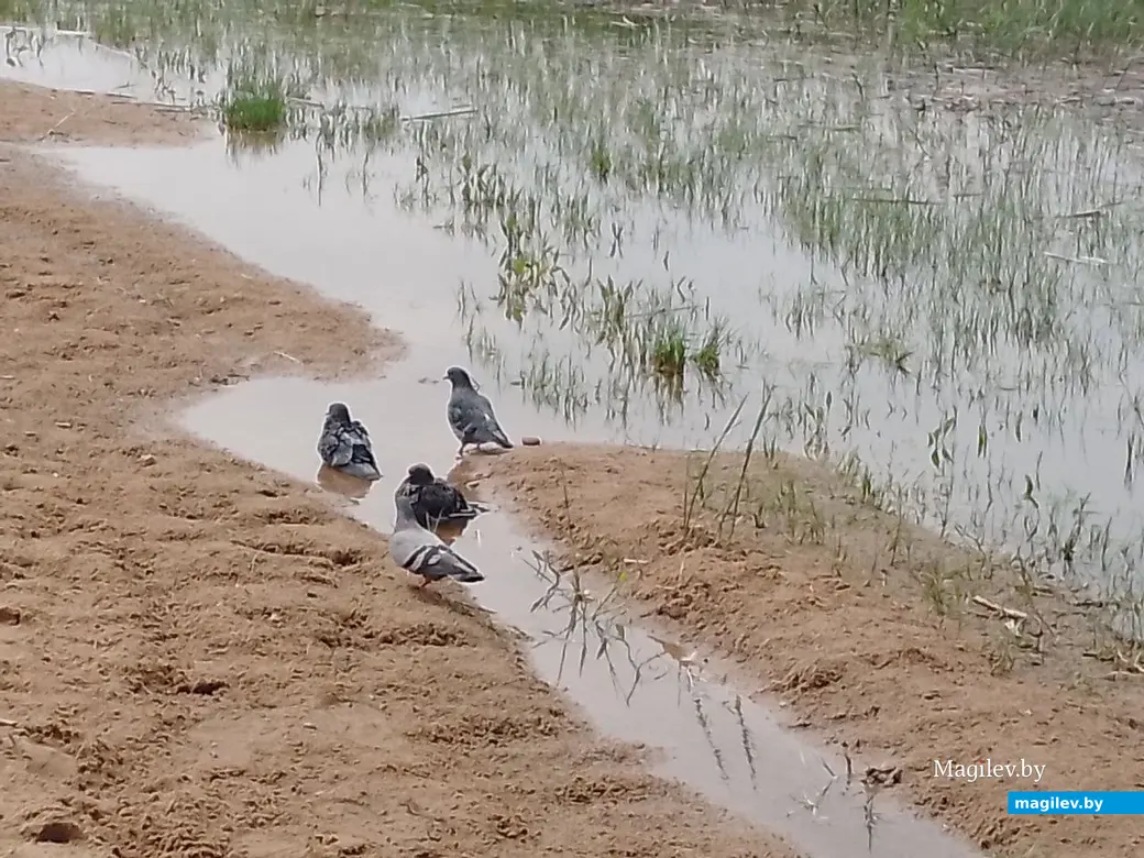 Пляж на Святом озере (Гребенеское водохранилище). Могилев, 17.05.2023 г.