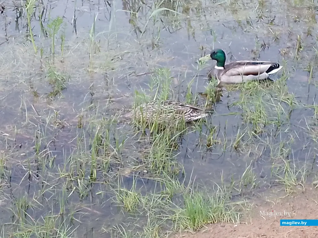 Пляж на Святом озере (Гребенеское водохранилище). Могилев, 17.05.2023 г.