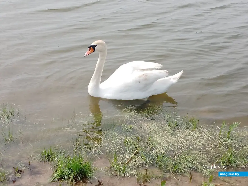 Пляж на Святом озере (Гребенеское водохранилище). Могилев, 17.05.2023 г.