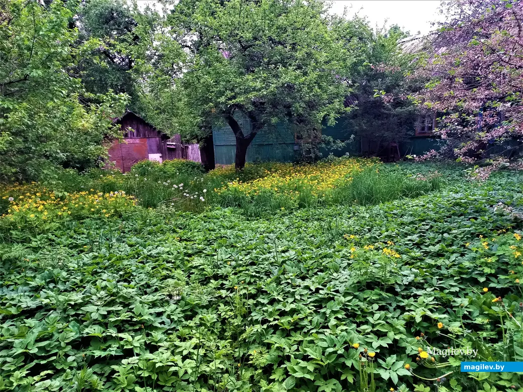 Волшебный уголок Майского жука. Могилев. 17.05.2023 г.