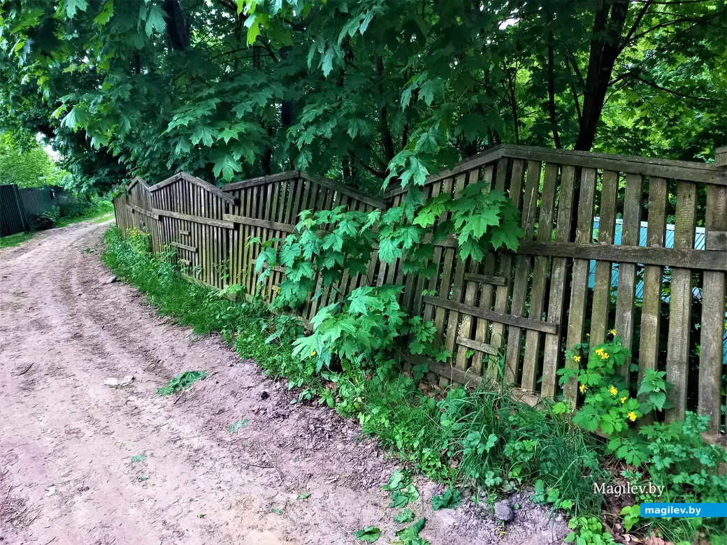 Волшебный уголок Майского жука. Могилев. 17.05.2023 г.