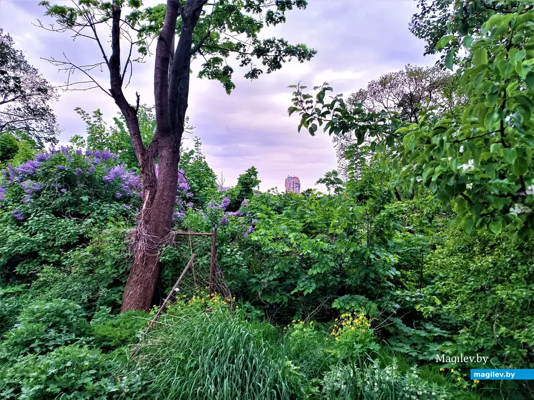 Волшебный уголок Майского жука. Могилев. 17.05.2023 г.