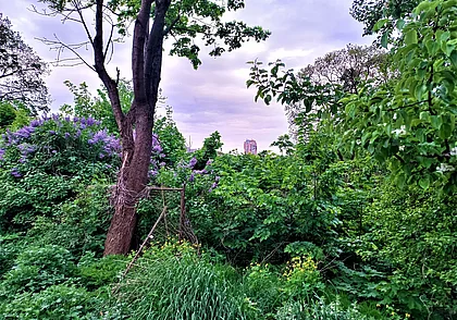 Волшебный уголок Майского жука. Могилевские «джунгли» таят в себе еще немало красоты