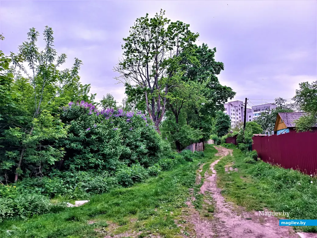 Волшебный уголок Майского жука. Могилев. 17.05.2023 г.