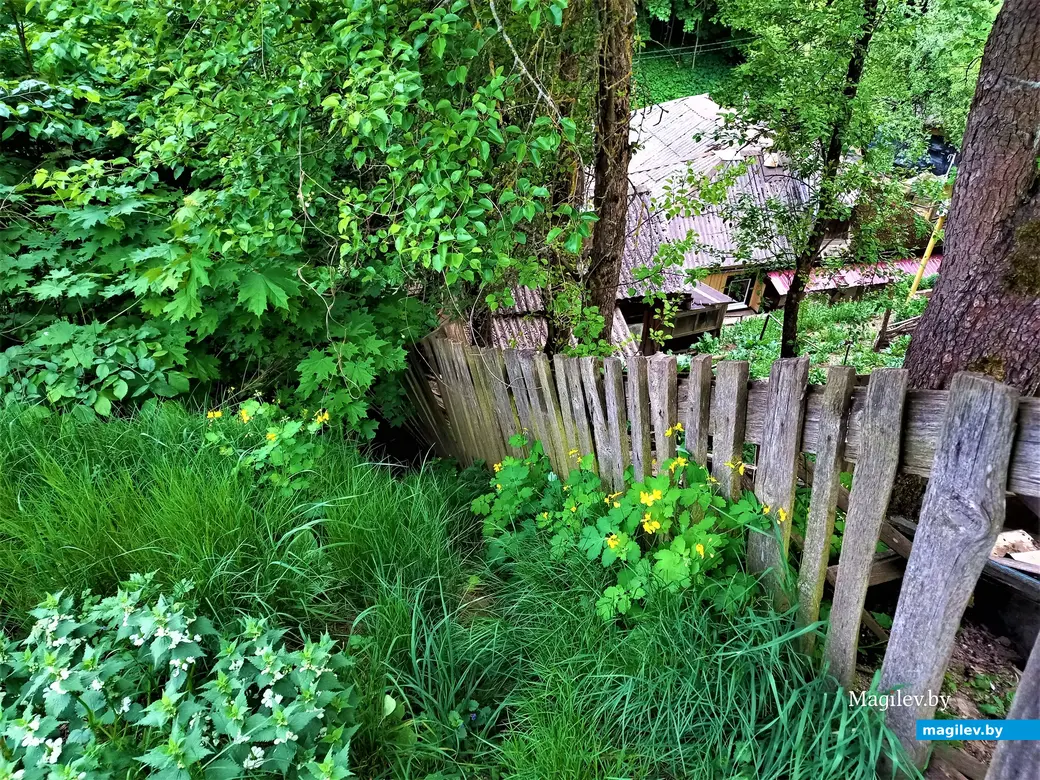 Волшебный уголок Майского жука. Могилев. 17.05.2023 г.