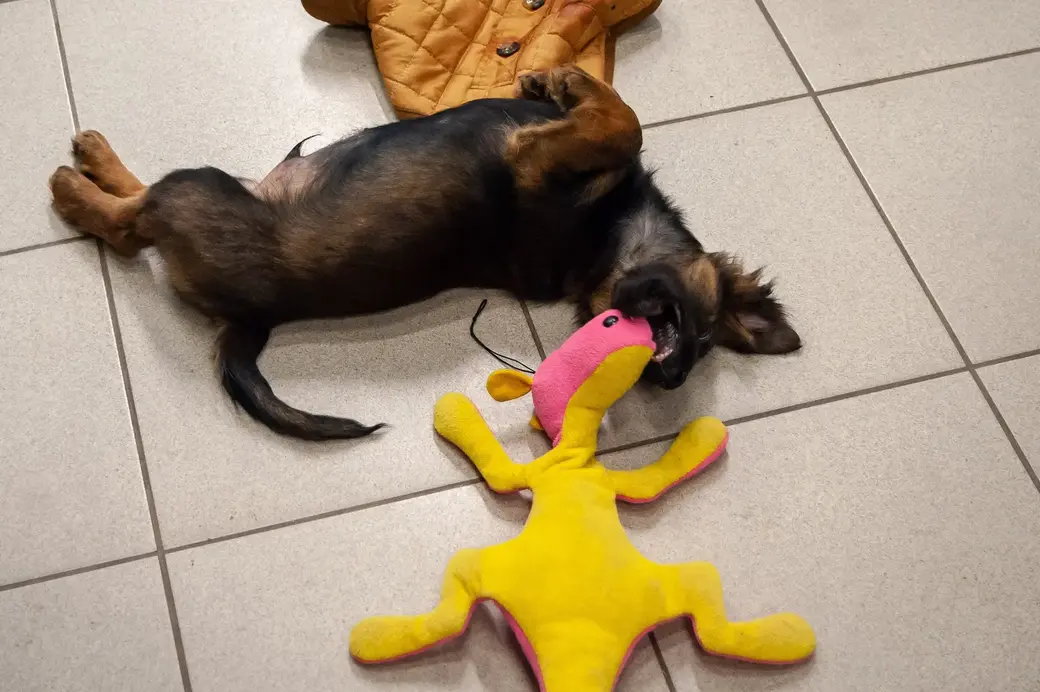 Бобруйск. Зоопавильон «Хатико» в ТЦ «Карусель».