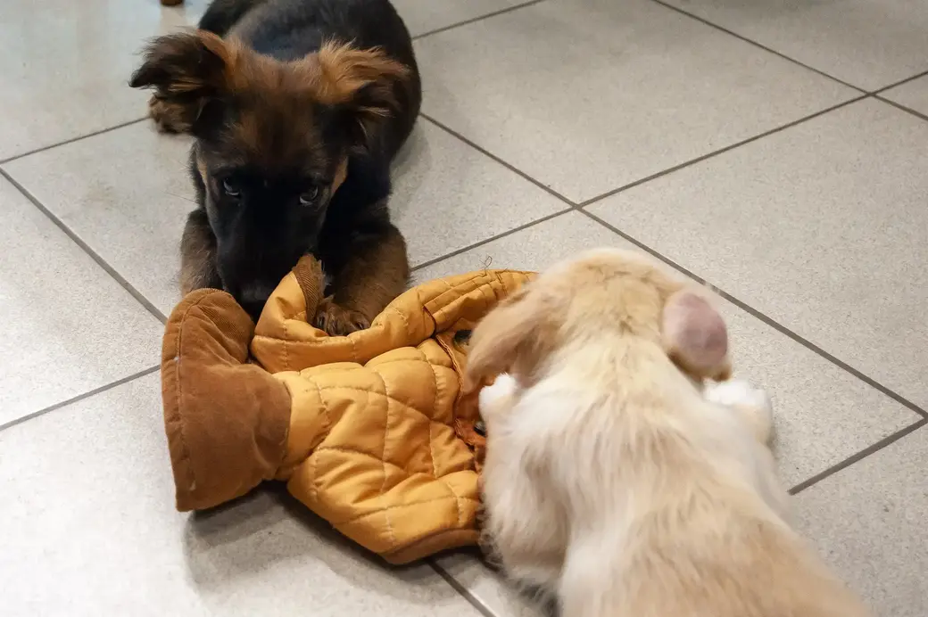 Бобруйск. Зоопавильон «Хатико» в ТЦ «Карусель».