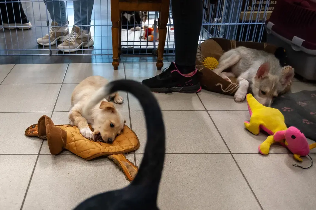 Бобруйск. Зоопавильон «Хатико» в ТЦ «Карусель»