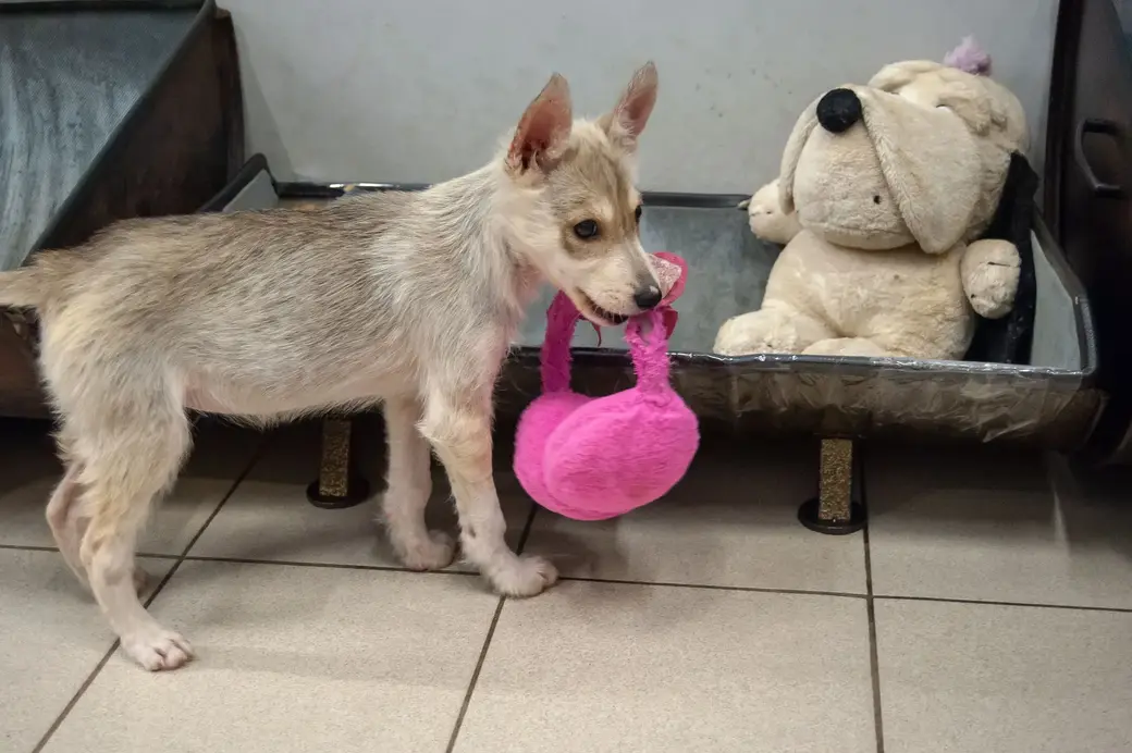 Бобруйск. Зоопавильон «Хатико» в ТЦ «Карусель»