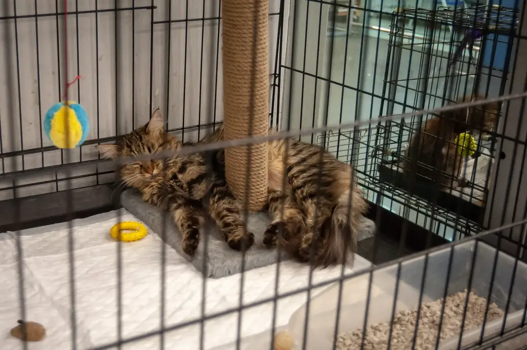 Бобруйск. Зоопавильон «Хатико» в ТЦ «Карусель».