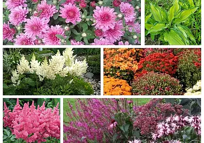 Астильба, хоста, хризантема: бесплатные объявления на KRAMA.magilev
