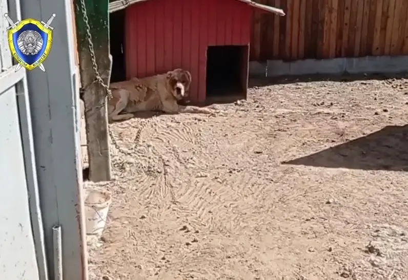 Агрогородок Ковали, Бобруйский район, 20 мая 2023 года. На месте происшествия. Кадр Видео СК.