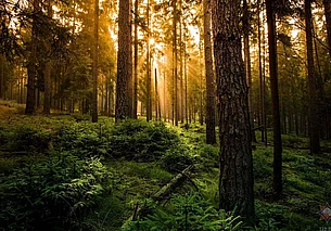 15 человек искали заблудившегося в лесу бобруйчанина