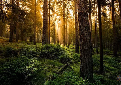 15 человек искали заблудившегося в лесу бобруйчанина