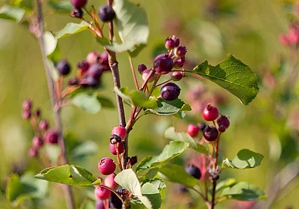 Почему каждому дачнику нужно посадить на своем участке иргу: 5 причин