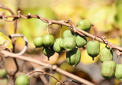Необычное растение, которое нечасто можно встретить на дачном участке: все об актинидии