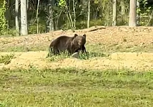 То медведи, то косули