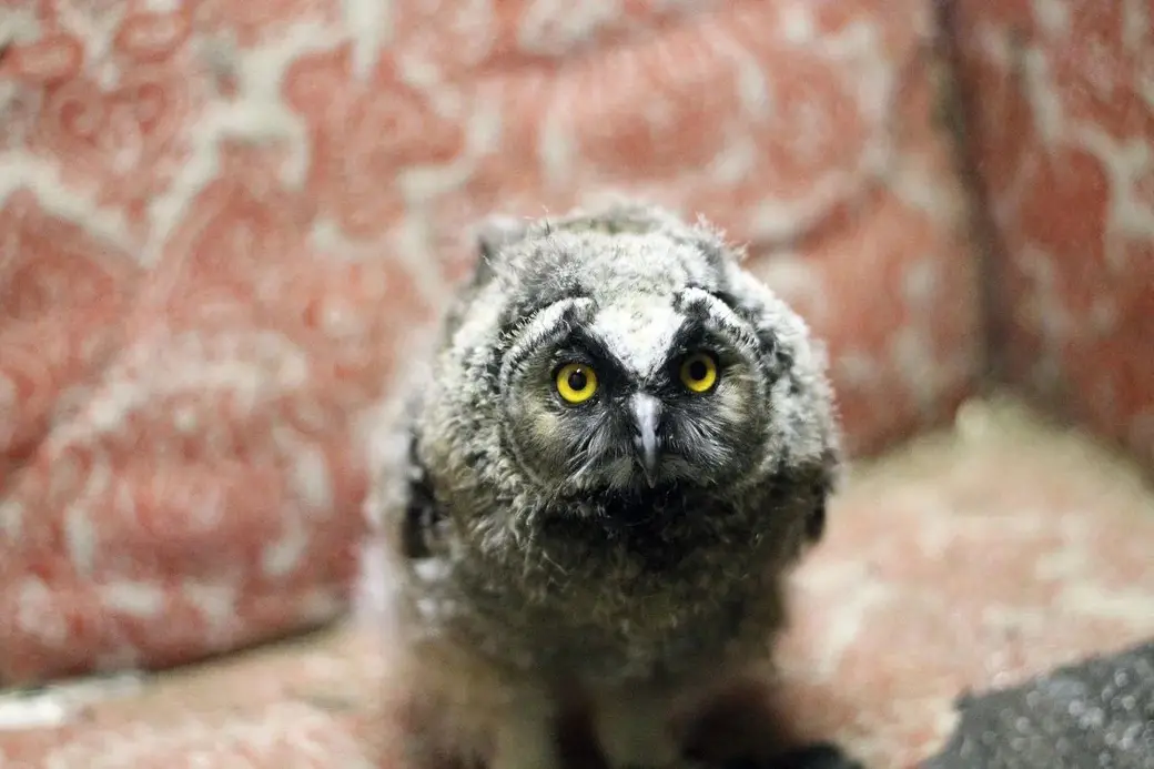 Слеток ушастой совы.