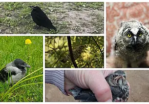 Как не навредить птенцам-слеткам? Рассказывает волонтер Могилевского общества защиты животных