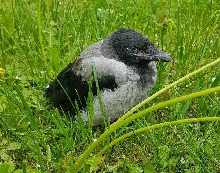 Слеток серой вороны.