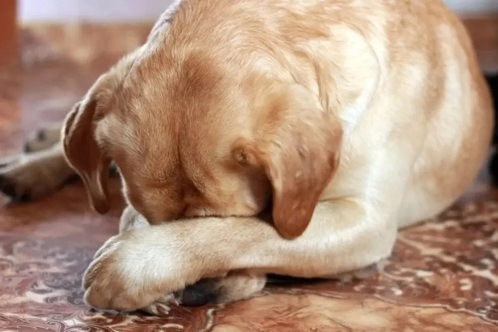 Чистосердечное раскаяние.