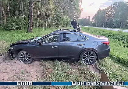 Встреча с лосем на дороге Быховского района дороге закончилась травмированием 2 человек