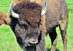 В Хойниках мужчину присудили к лишению свободы и штрафу за незаконную охоту на зубра