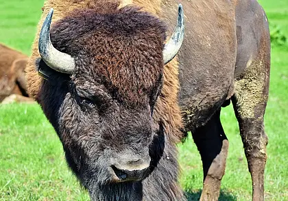 В Хойниках мужчину присудили к лишению свободы и штрафу за незаконную охоту на зубра
