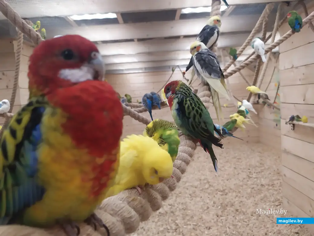Попугайня, Могилев. 24.05.2023.