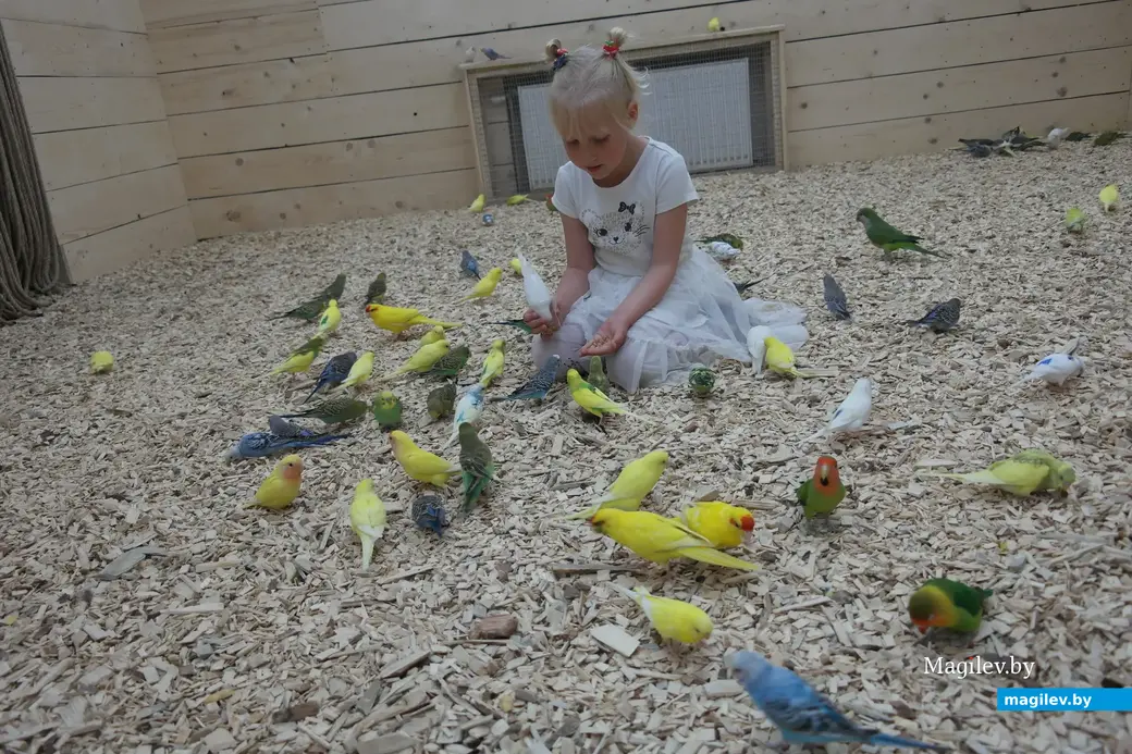 Попугайня, Могилев. 24.05.2023. Маргарита устала и играет с птицами на полу.