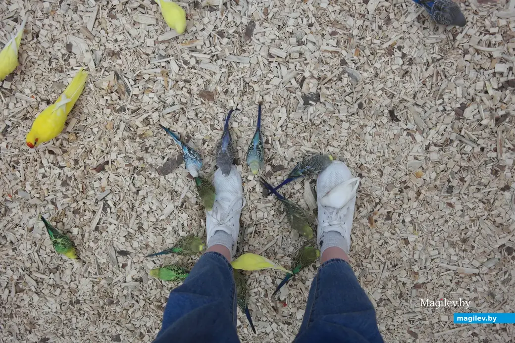 Попугайня, Могилев. 24.05.2023. Вот так они облепили ноги, когда мы засобирались уходить.