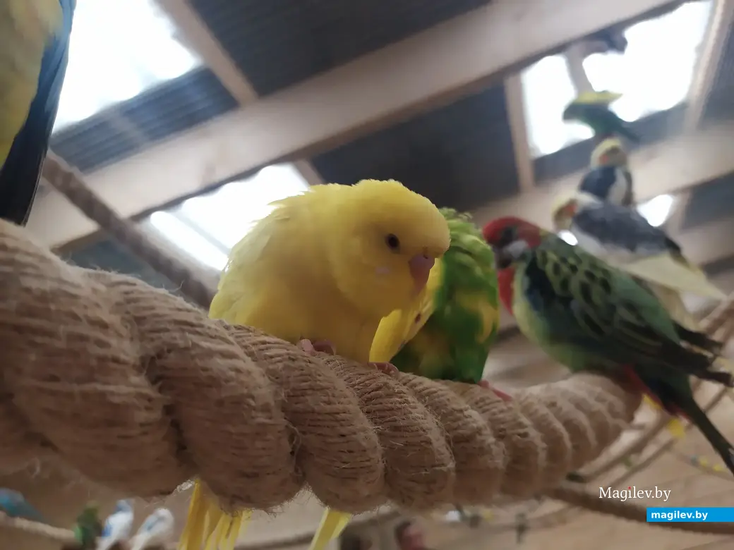 Попугайня, Могилев. 24.05.2023.