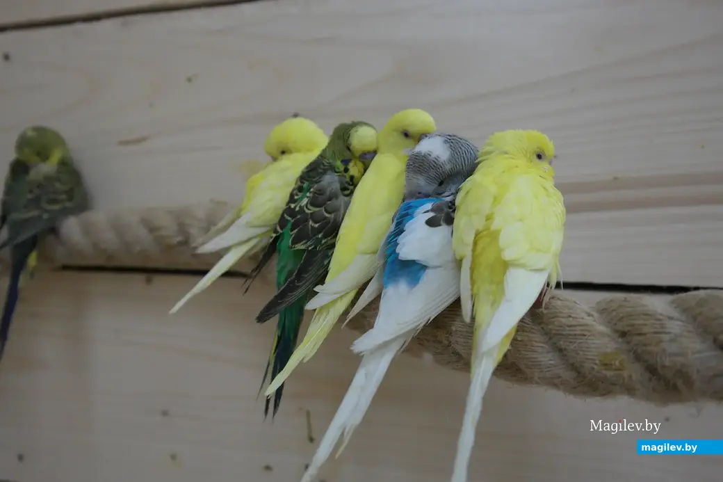 Попугайня, Могилев. 24.05.2023.