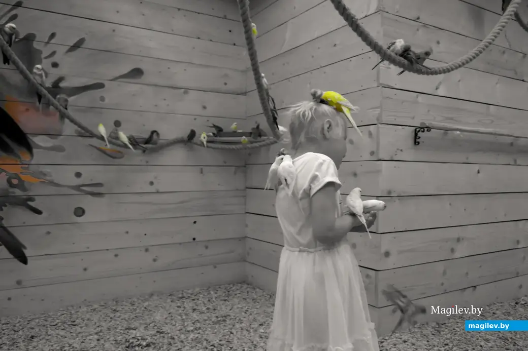 Попугайня, Могилев. 24.05.2023. У Маргариты появились крылышки ангела из попугаев.