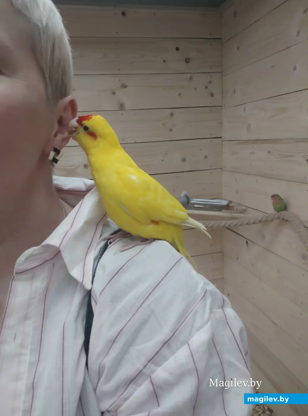 Попугайня, Могилев. 24.05.2023. Птичек целовать было нельзя, но очень хотелось.