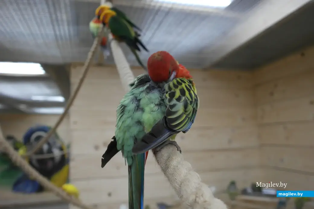 Попугайня, Могилев. 24.05.2023.