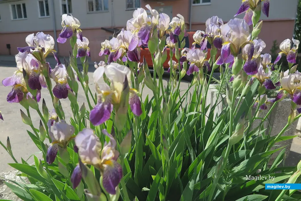 Май 2023 г. Могилев. Специалисты «Могилевзеленстрой» высадили более миллиона цветов в нынешнем году.