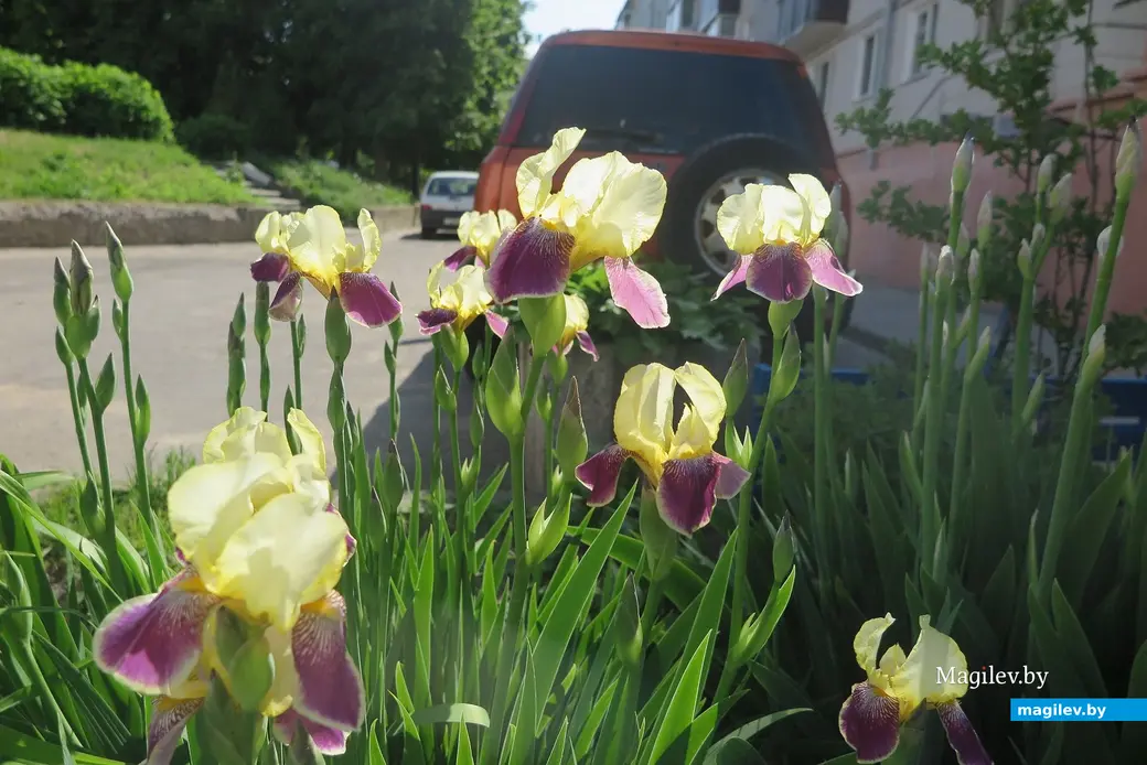 Май 2023 г. Могилев. Специалисты «Могилевзеленстрой» высадили более миллиона цветов в нынешнем году.