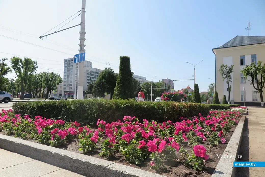 Май 2023 г. Могилев. Специалисты «Могилевзеленстрой» высадили более миллиона цветов в нынешнем году.