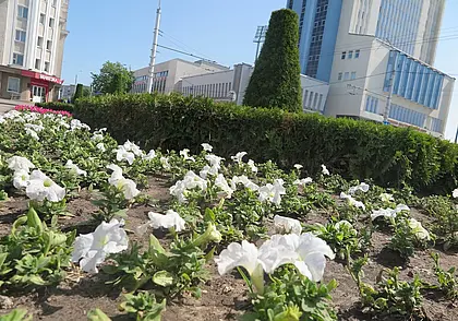 Более миллиона цветов высадят в этом году на улицах Могилева