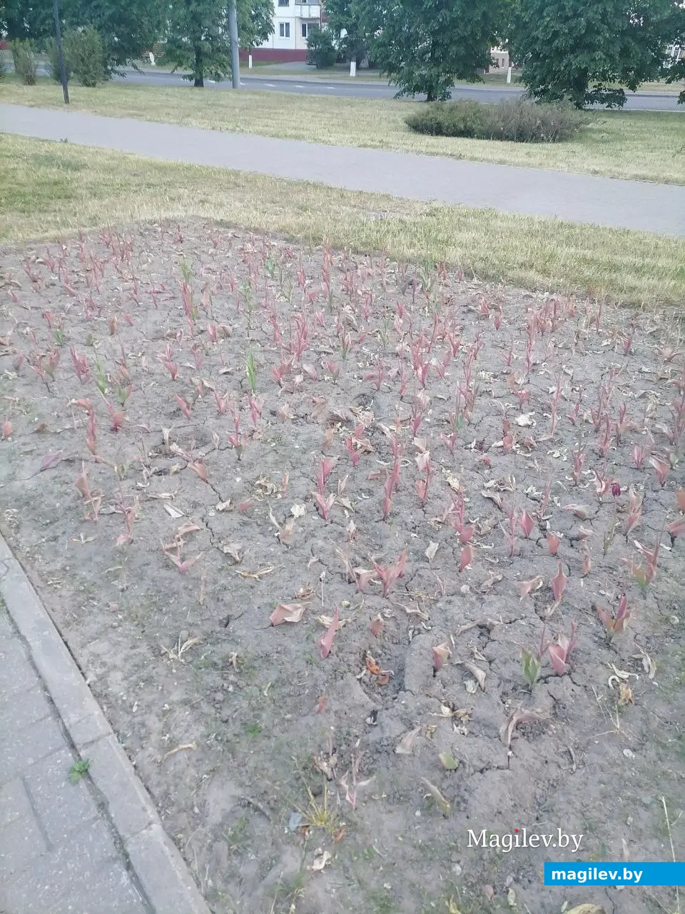 Май 2023 г. Могилев, пр.Пушкинский. Вот так выглядит сквер у кинотеатра «Космос».