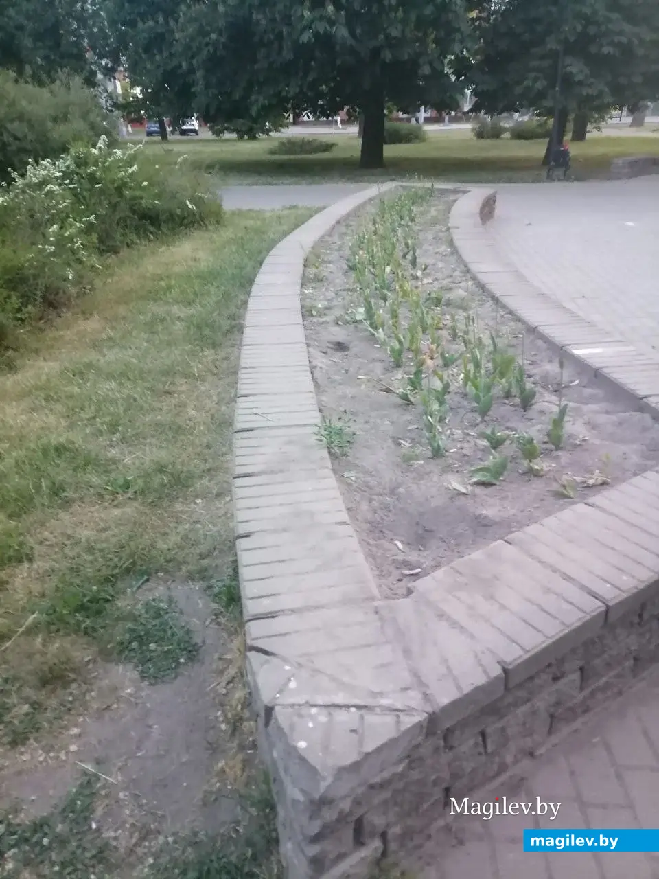 Май 2023 г. Могилев, пр.Пушкинский. Вот так выглядит сквер у кинотеатра «Космос».