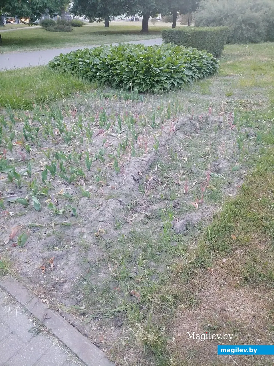 Май 2023 г. Могилев, пр.Пушкинский. Вот так выглядит сквер у кинотеатра «Космос».