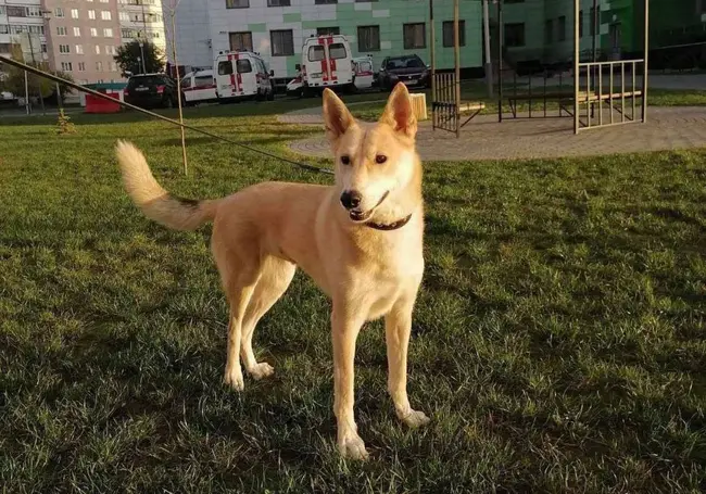 Собака Оди, кот Персик и щенки в дар: подборка бесплатных объявлений о тех, кому нужен дом