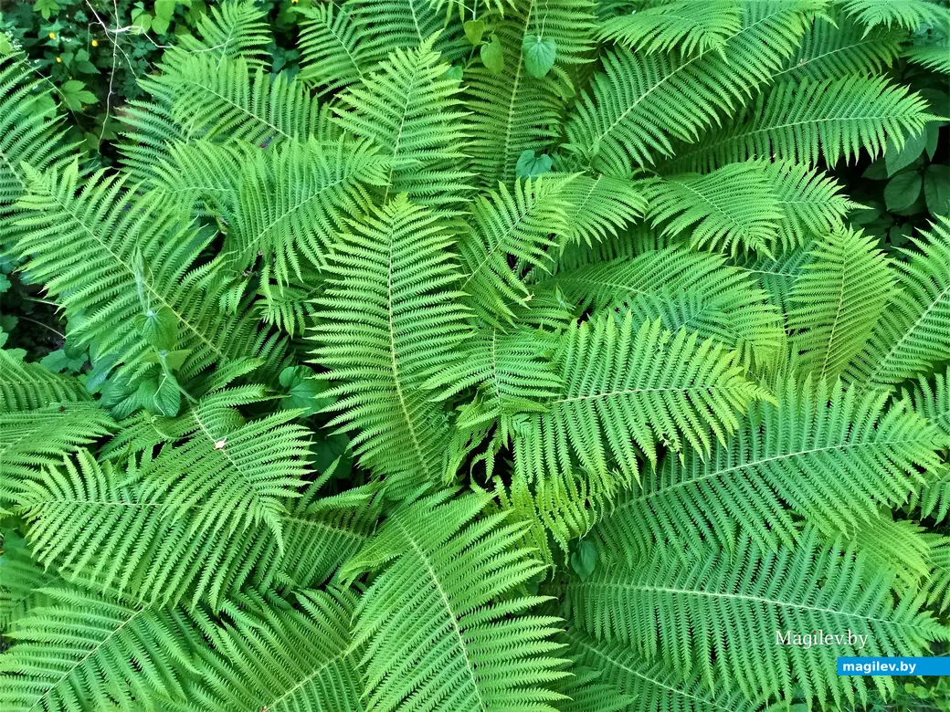 Луганский переулок так еще и не поведал нам все свои тайны. Могилев, 30.05.2023 г.