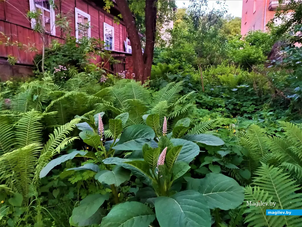 Луганский переулок так еще и не поведал нам все свои тайны. Могилев, 30.05.2023 г.