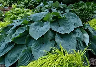 Куст пионов, саженцы хосты и базилик ароматный: бесплатные объявления на KRAMA.magilev