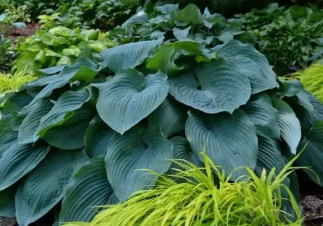 Куст пионов, саженцы хосты и базилик ароматный: бесплатные объявления на KRAMA.magilev