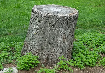 Как избавиться от пня на садовом участке, не прибегая к выкорчевыванию? Рассказываем