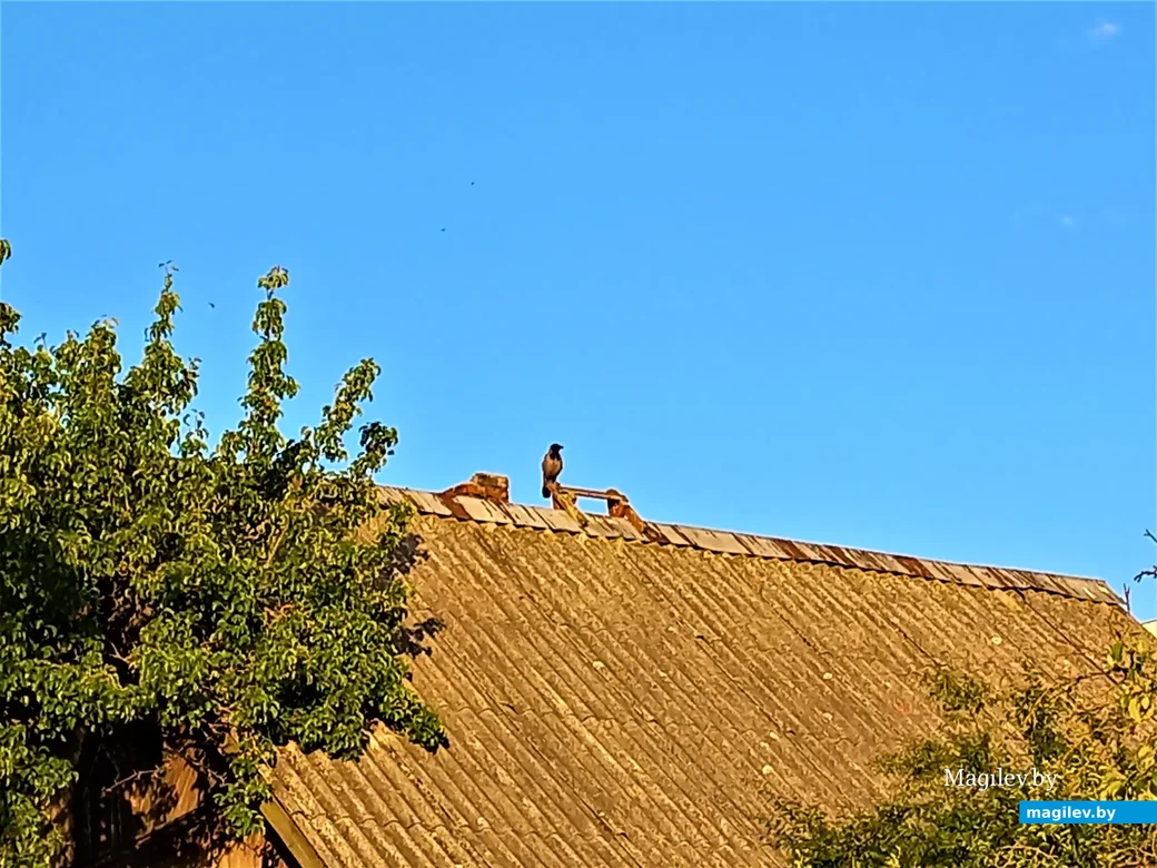 То и дело пролетающие над головой чайки напоминают о близости Днепра. Кажется, даже вездесущие вороны снимали бы перед ними свои шляпы, если бы они у них были.